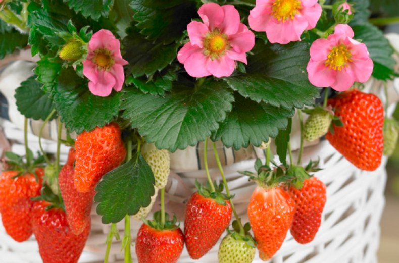 

Рассада земляника Тристан AGROVIDA agrovida-2135ЗКС 5 шт.