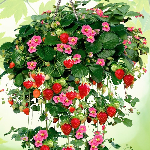 

Рассада земляника Тоскана AGROVIDA agrovida-2134ЗКС 5 шт.