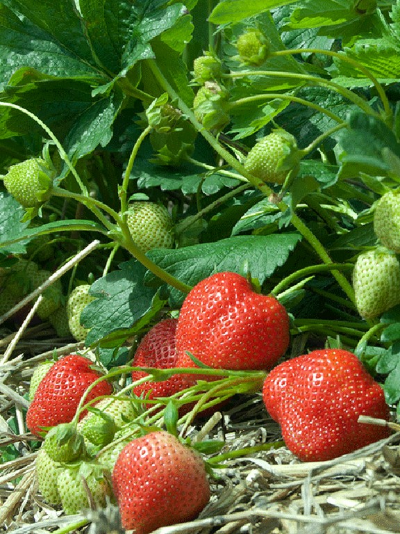

Рассада земляника Фигаро AGROVIDA agrovida-2142ЗКС 5 шт.