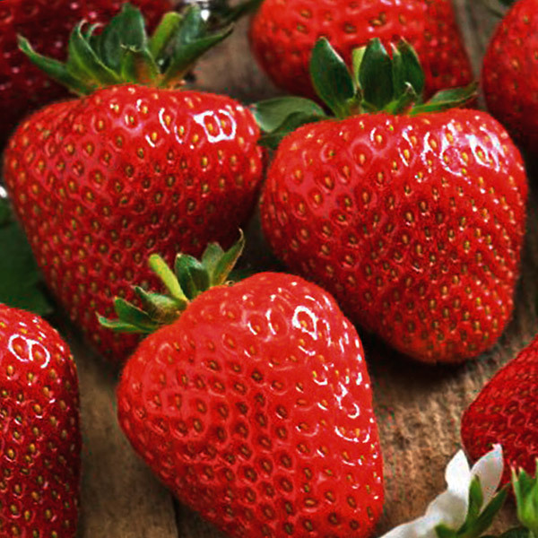 

Рассада земляника Соната AGROVIDA agrovida-2128ЗКС 5 шт.