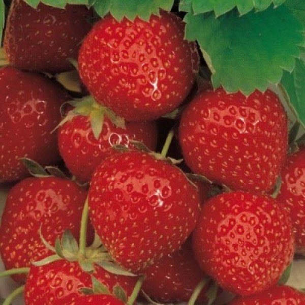 

Рассада земляника Ламбада AGROVIDA agrovida-2084ЗКС 5 шт.