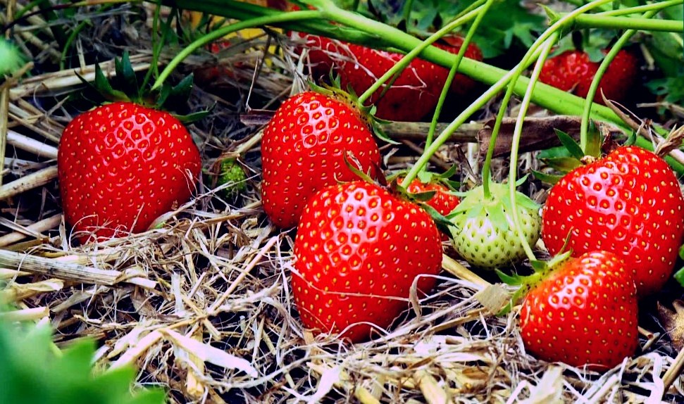 

Рассада земляника Берегиня AGROVIDA agrovida-2034ЗКС 5 шт.