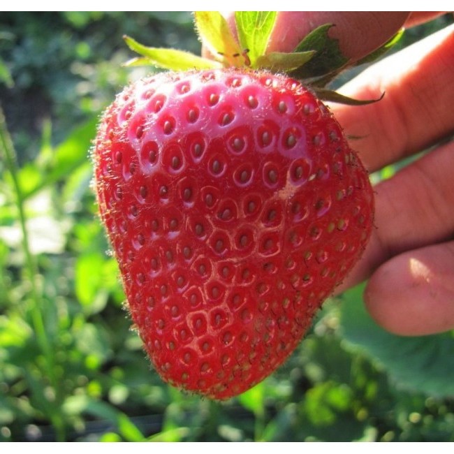 

Рассада земляника Крымская ранняя AGROVIDA agrovida-2082ЗКС 5 шт.