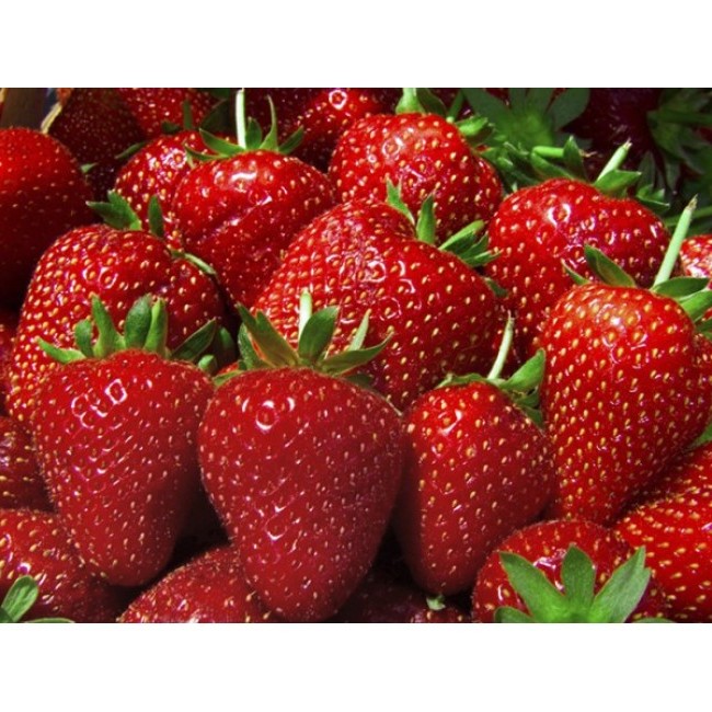 

Рассада земляника Фраголареа AGROVIDA agrovida-2150ЗКС 5 шт.