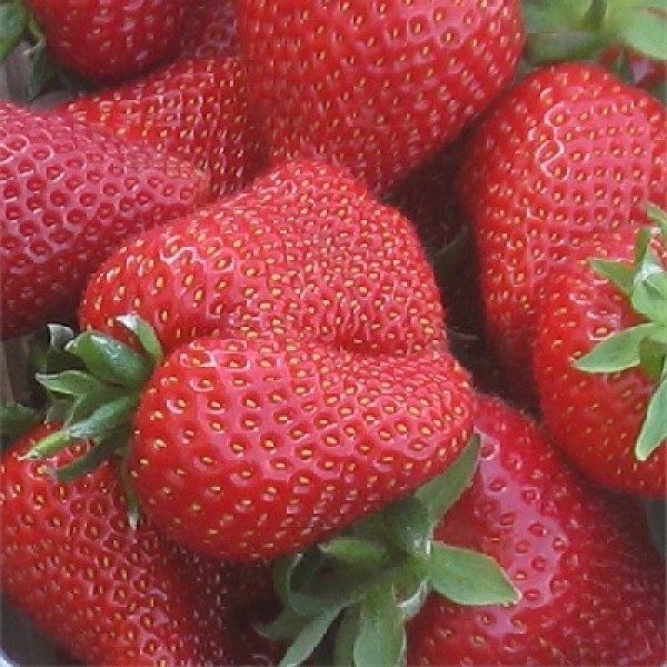 

Рассада земляника Сирия AGROVIDA agrovida-2125ЗКС 5 шт.