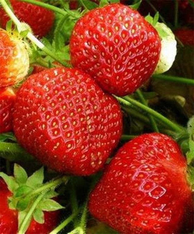 

Рассада земляника Симфония AGROVIDA agrovida-2124ЗКС 5 шт.