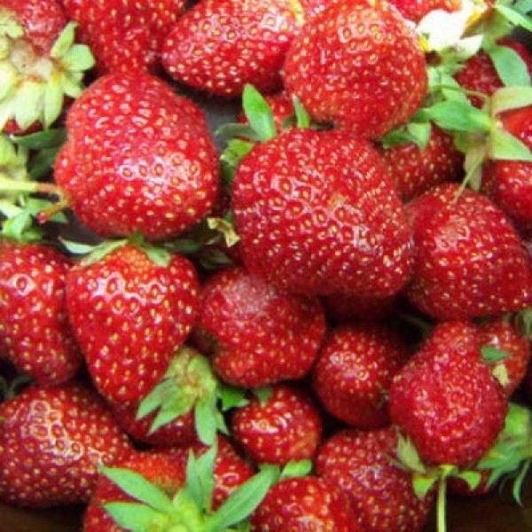 

Рассада земляника Сассетт AGROVIDA agrovida-2121ЗКС 5 шт.