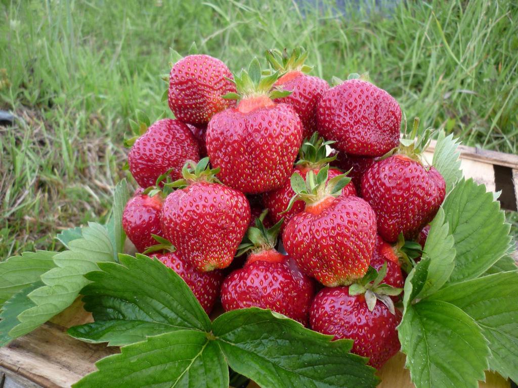 

Рассада земляника Хоней AGROVIDA agrovida-2155ЗКС 5 шт.
