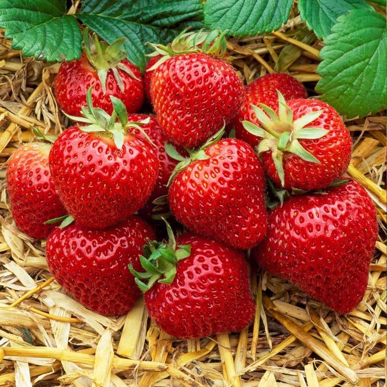 

Рассада земляника Эльсанта AGROVIDA agrovida-2165ЗКС 5 шт.