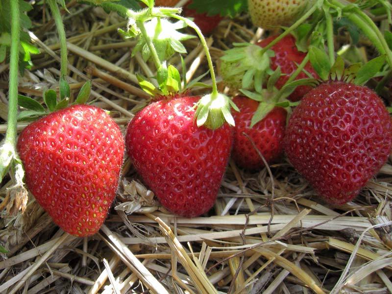 

Рассада земляника Флоренс AGROVIDA agrovida-2145ЗКС 5 шт.