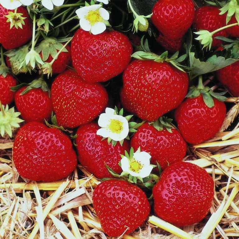 

Рассада земляника Мара Де Буа AGROVIDA agrovida-2092ЗКС 5 шт.