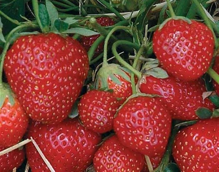 

Рассада земляника Зенга Зенгана AGROVIDA agrovida-2062ЗКС 5 шт.