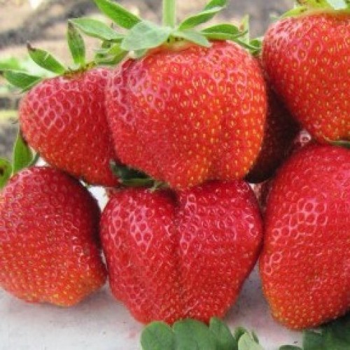 

Рассада земляника Дарселект AGROVIDA agrovida-2055ЗКС 5 шт.