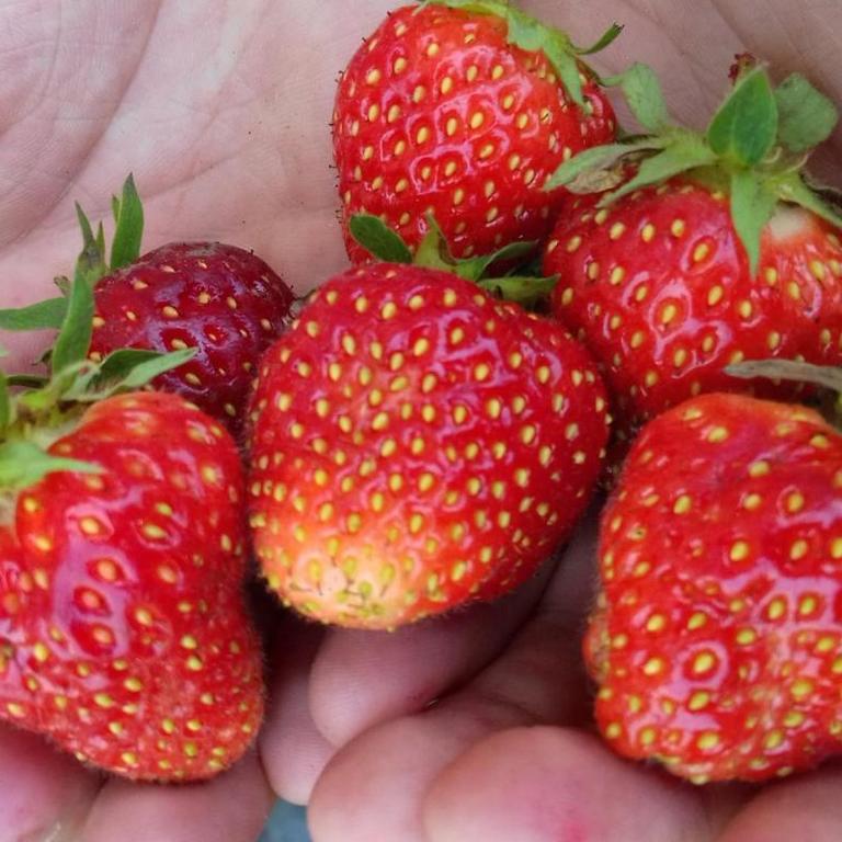 

Рассада земляника Лималексия AGROVIDA agrovida-2086ЗКС 5 шт.