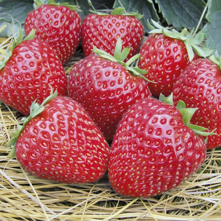 

Рассада земляника Дали AGROVIDA agrovida-2054ЗКС 5 шт.