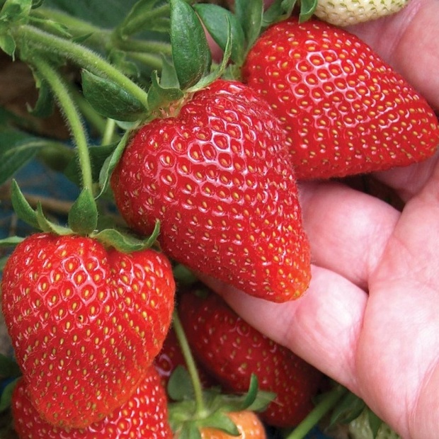 

Рассада земляника Аллегро AGROVIDA agrovida-2022ЗКС 5 шт.