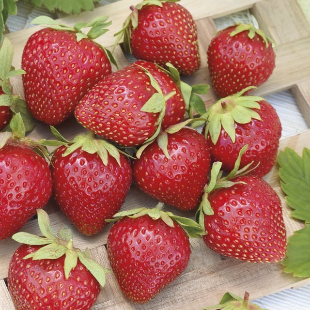 

Рассада земляника Летиция AGROVIDA agrovida-2085ЗКС 5 шт.