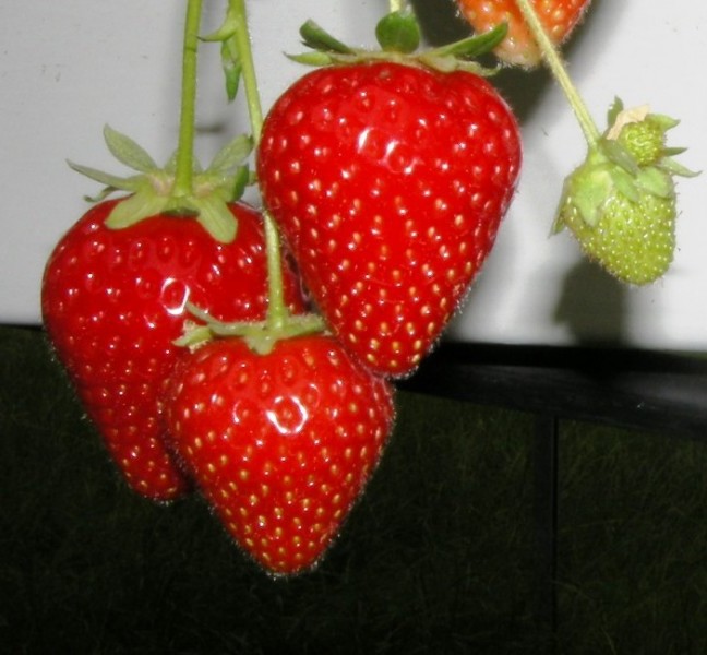 

Рассада земляника Моллинг Центенери AGROVIDA agrovida-2096ЗКС 5 шт.
