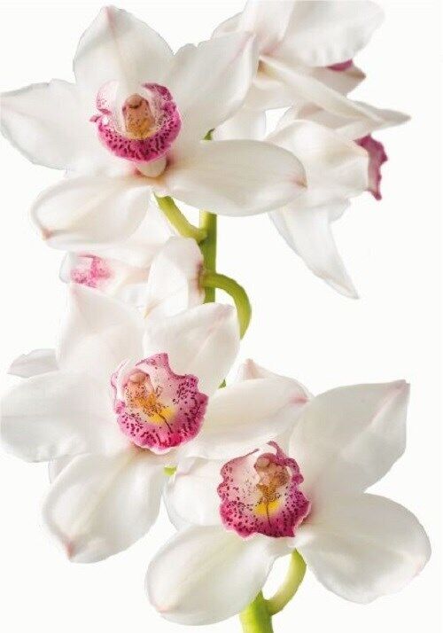 Фотообои BELLISSIMO Изысканная орхидея 1,4х2,0 м В-016