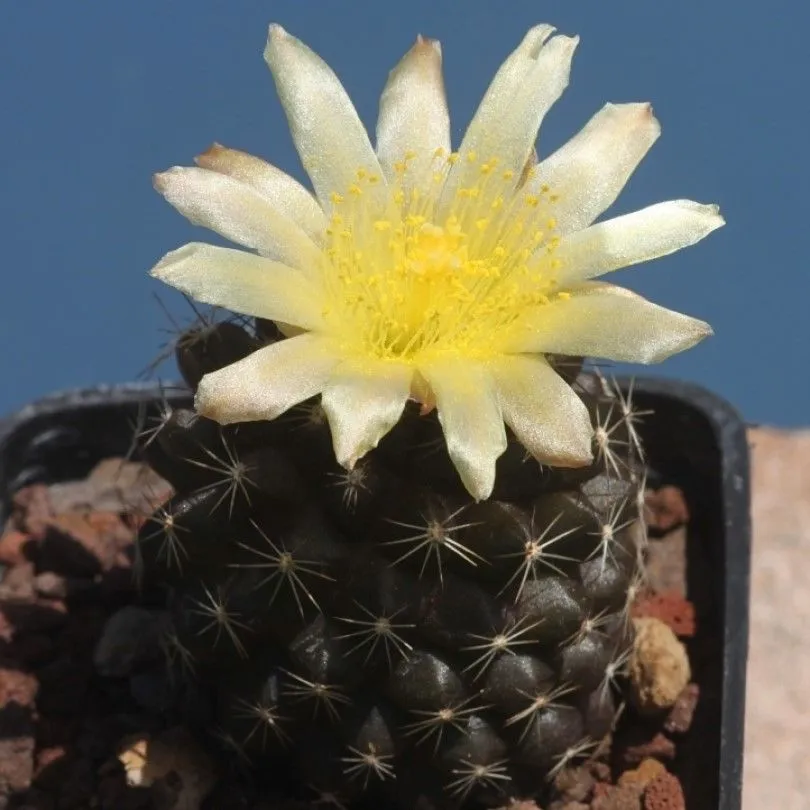 Семена Орешка Кактус Copiapoa humilis KH-1058, 10 шт.