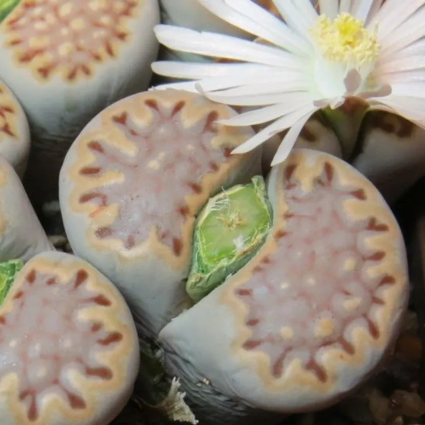 Семена Орешка Lithops Julii ssp. fulleri C 203, 10 шт.