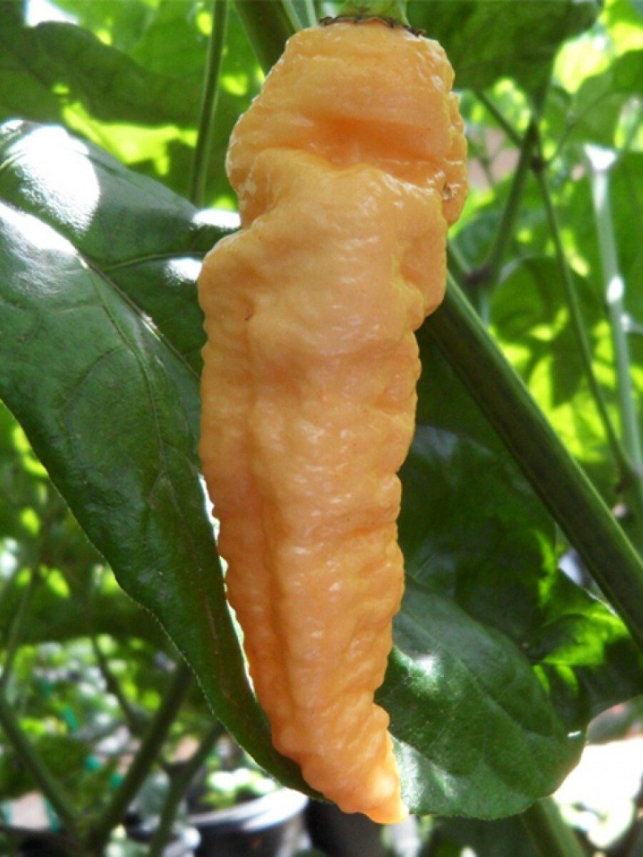 

Семена перец острый Bhut jolokia peach Бамбук Shop Per121 1 уп., Bhut Jolokia peach
