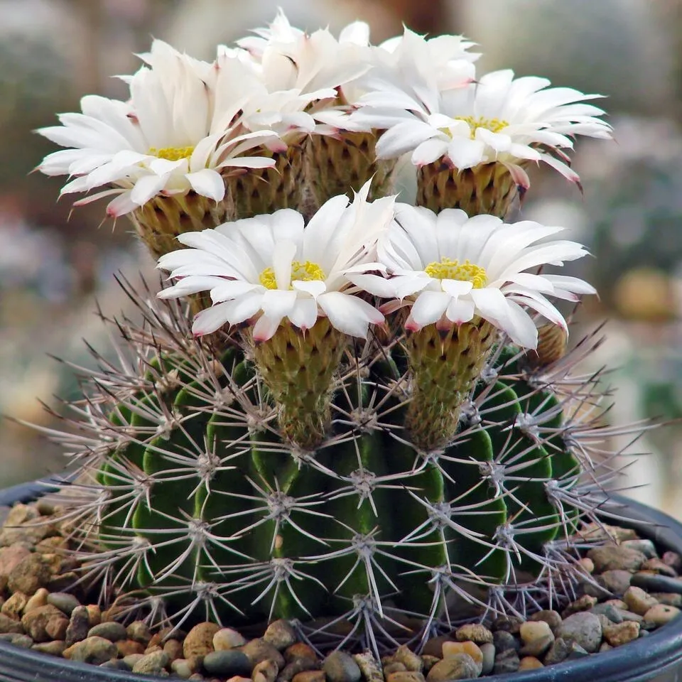 Семена Орешка Кактус Acanthocalycium klimpelianum P-91, 10 шт.