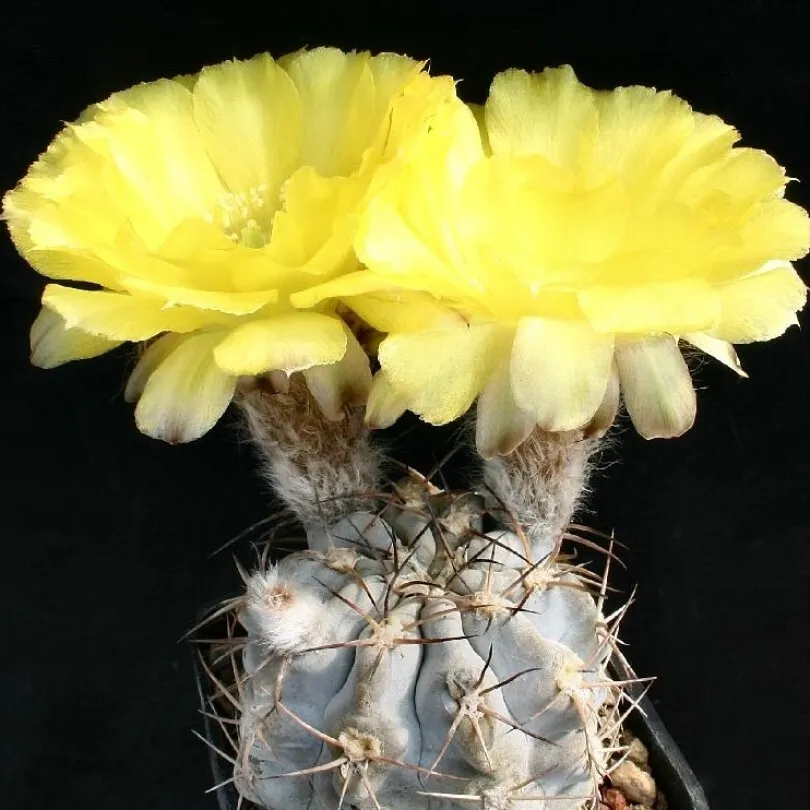 Семена Орешка Кактус Acanthocalycium glaucum P-143, 10 шт.