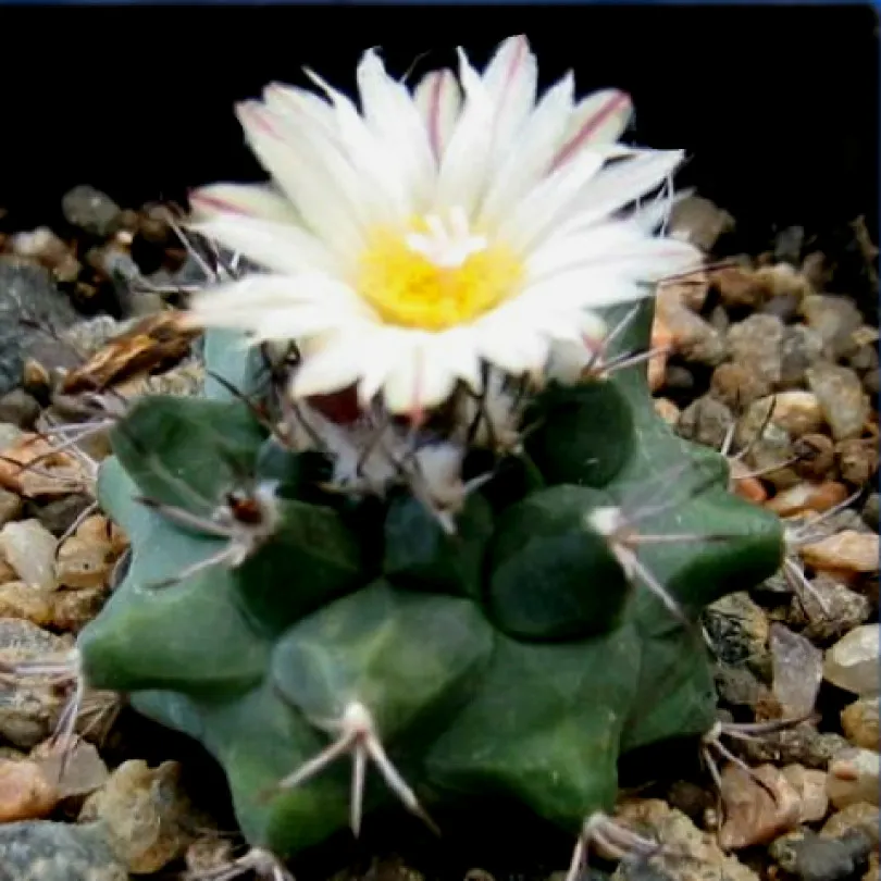 Семена Орешка Кактус Turbinicarpus swobodae L-1499, 10 шт.