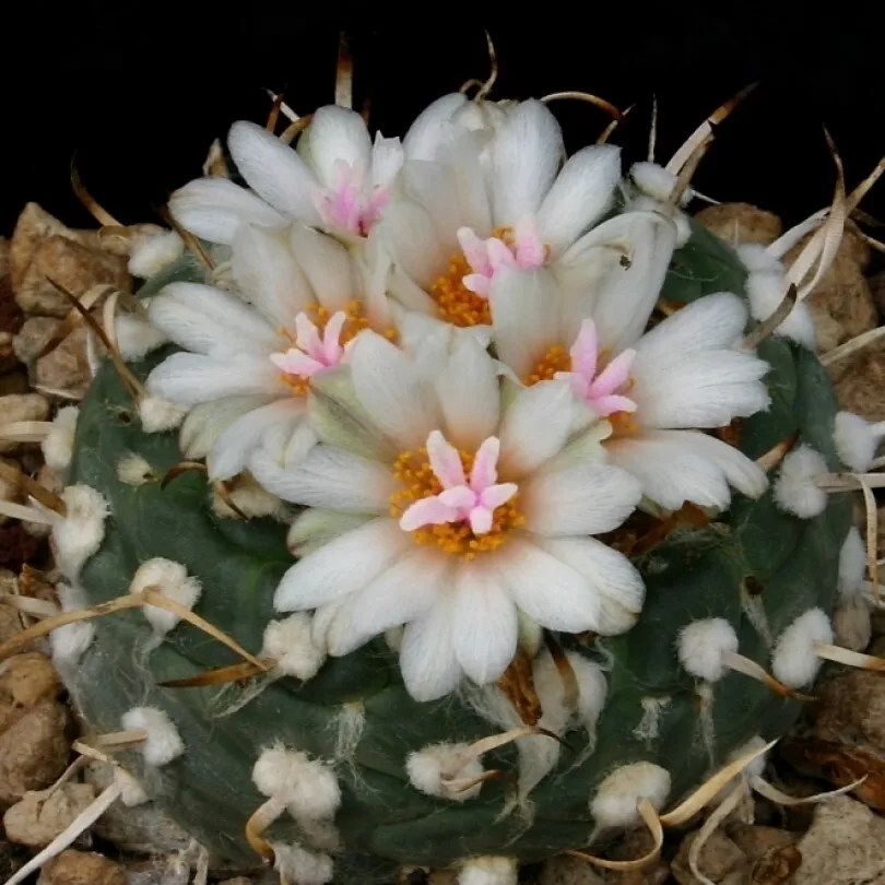 Семена Орешка Кактус Turbinicarpus polaskii 10 шт.