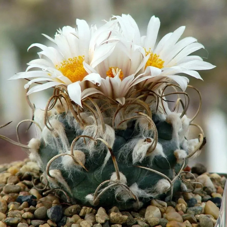 Семена Орешка Кактус Turbinicarpus macrochele v. kupackii TCG-3002, 10 шт.