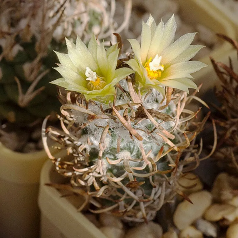 Семена Орешка Кактус Turbinicarpus flaviflorus TCG-13001, 10 шт.