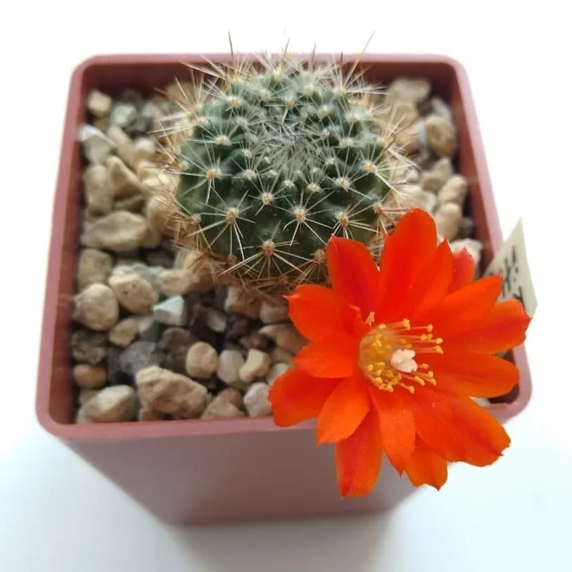 Семена Орешка Кактус Rebutia ithyacantha L-350, 10 шт.