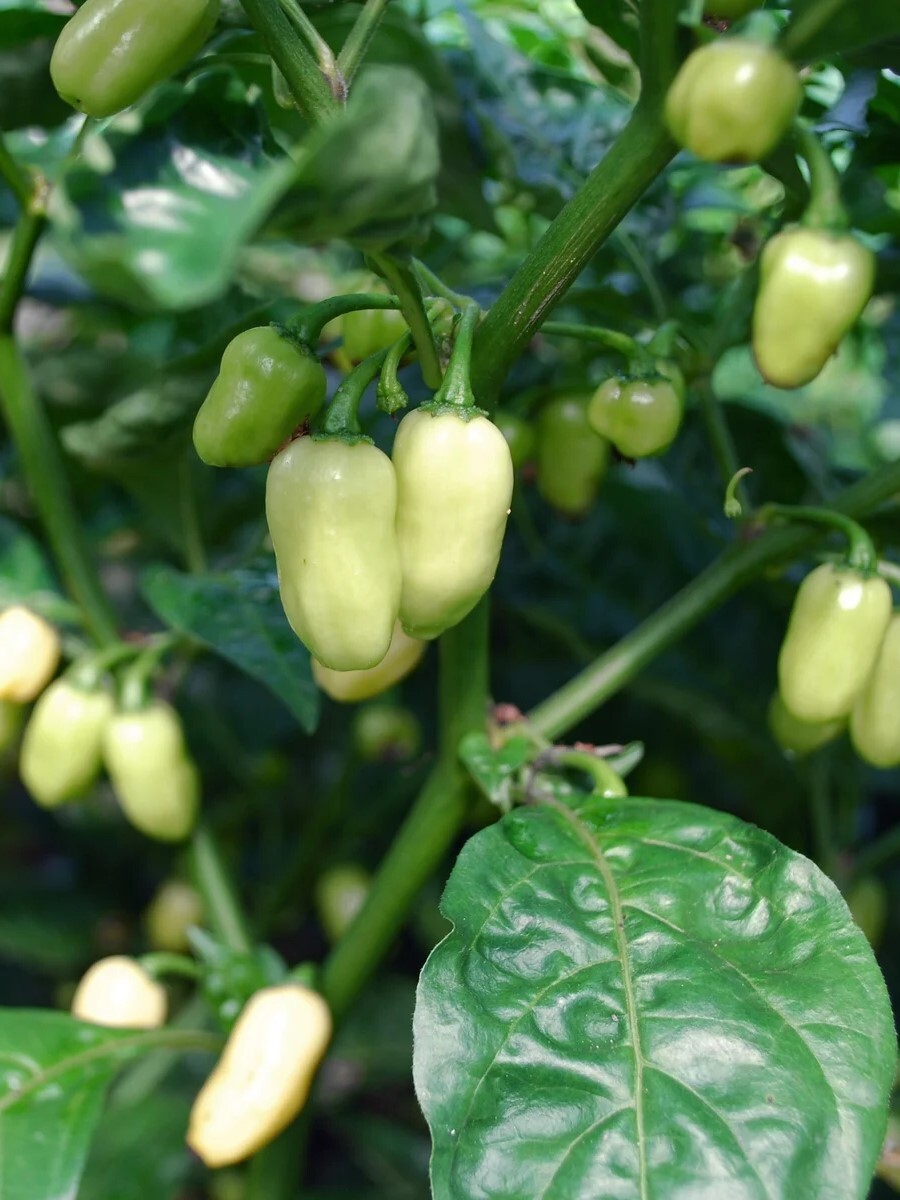 Семена Острый перец Habanero white, Бамбук Shop 5 семян