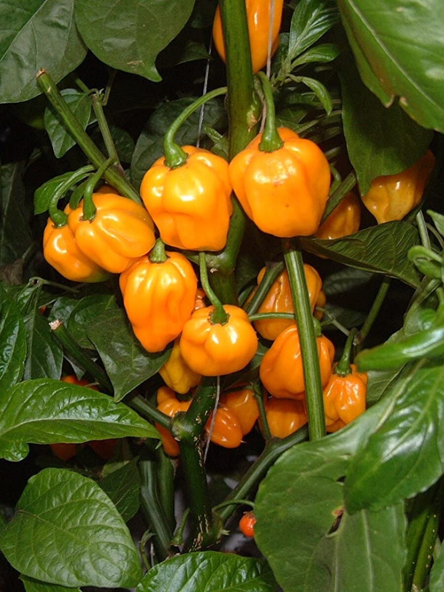 Семена перец острый Scotch bonnet yellow Бамбук Shop Per70 1 уп.