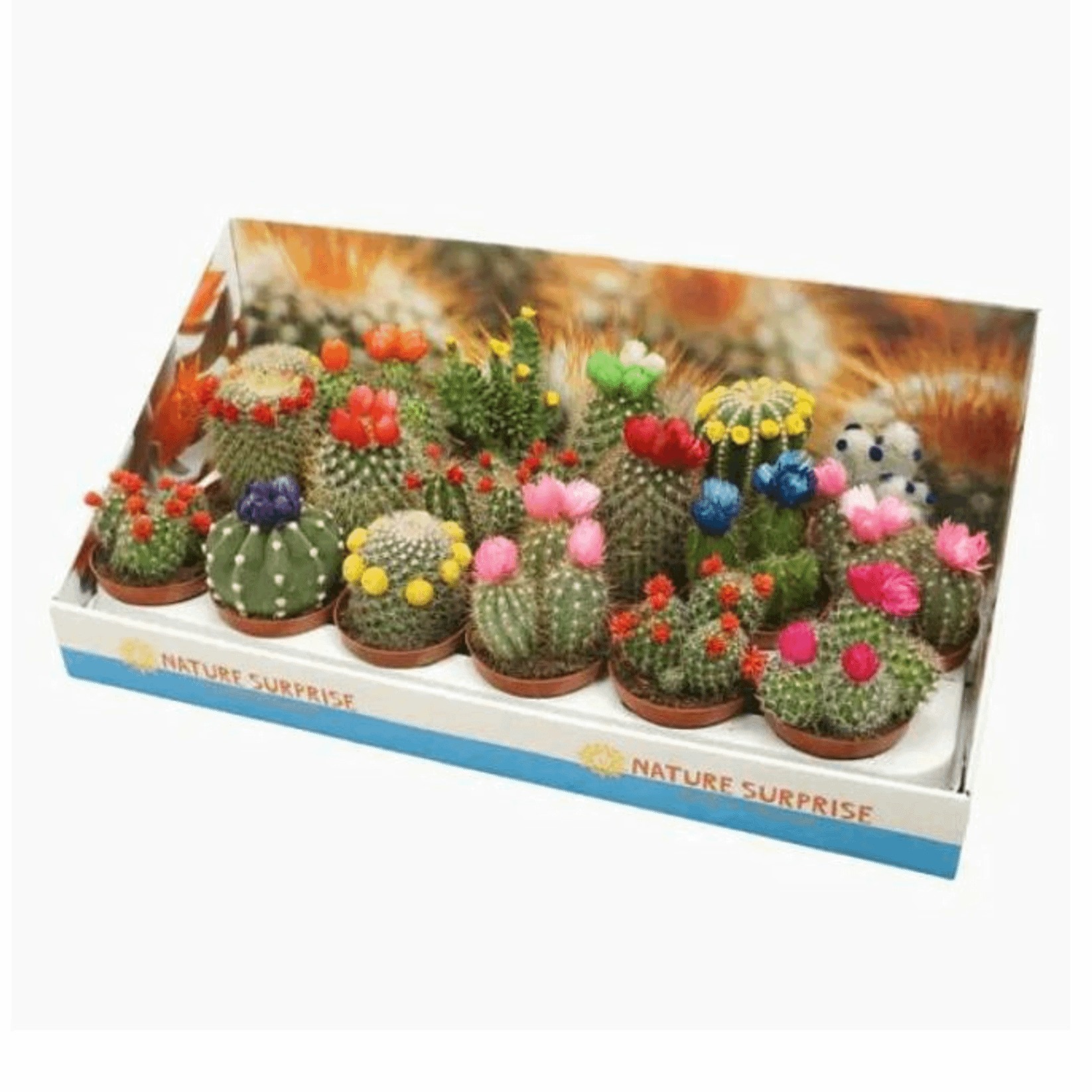 Кактус микс h10 см d7 см в ассортименте (цвет по наличию)