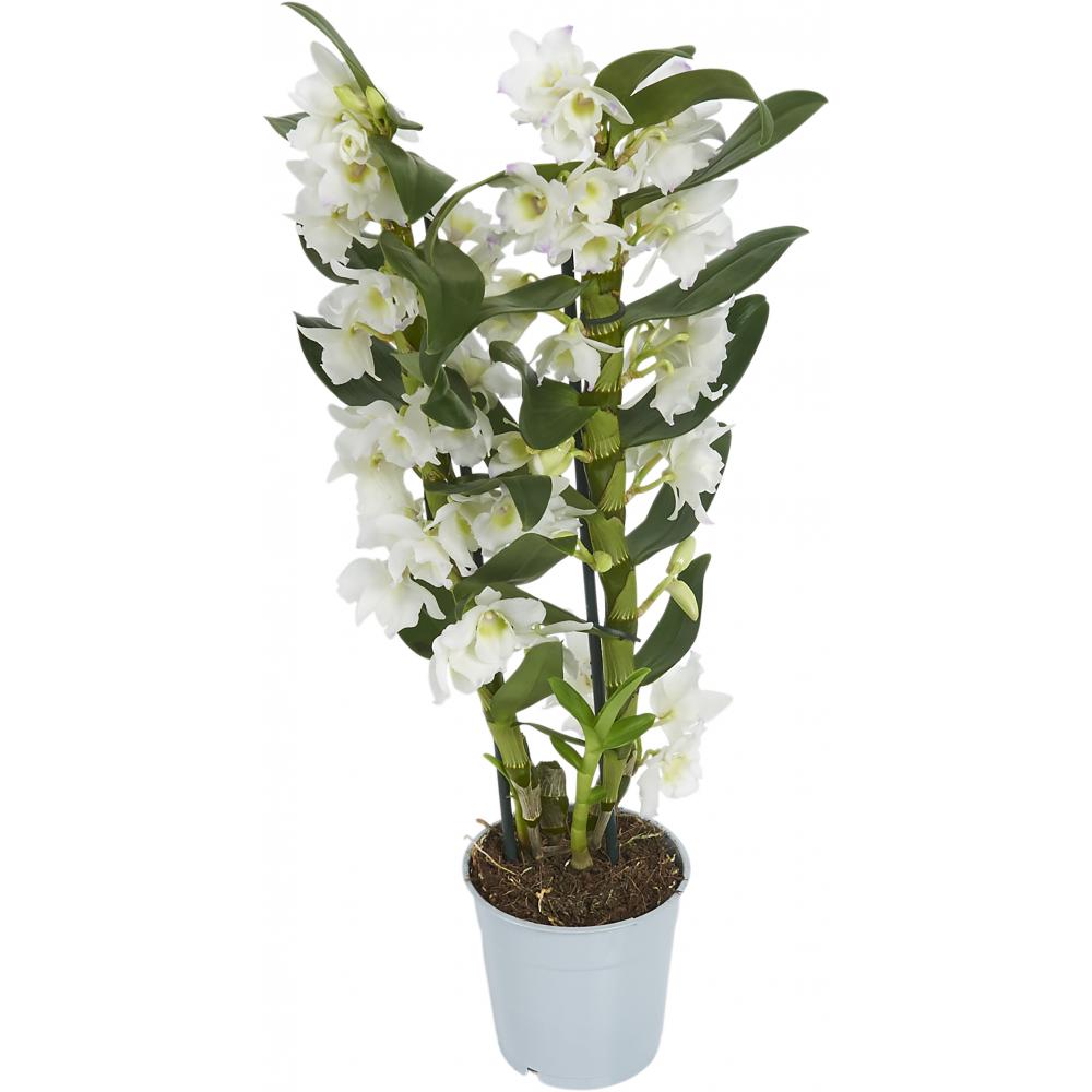 фото Растение комнатное dendrobium дендробиум 65 х 11 см nobrand