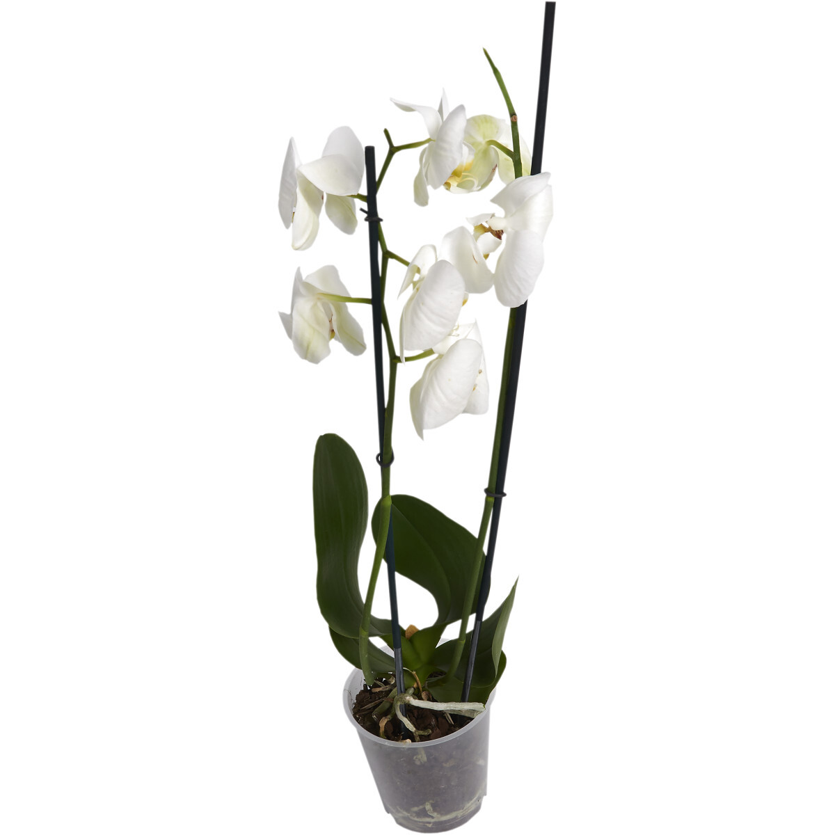 

Растение комнатное Orchidaceae Орхидея микс h 50 см d 12 см