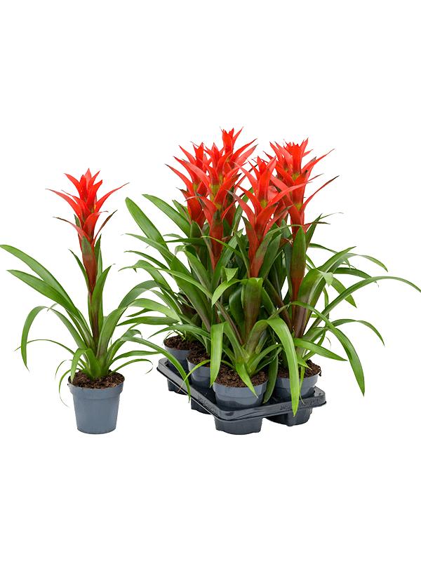 фото Растение комнатное guzmania гузмания h 60 см d 13 см nobrand