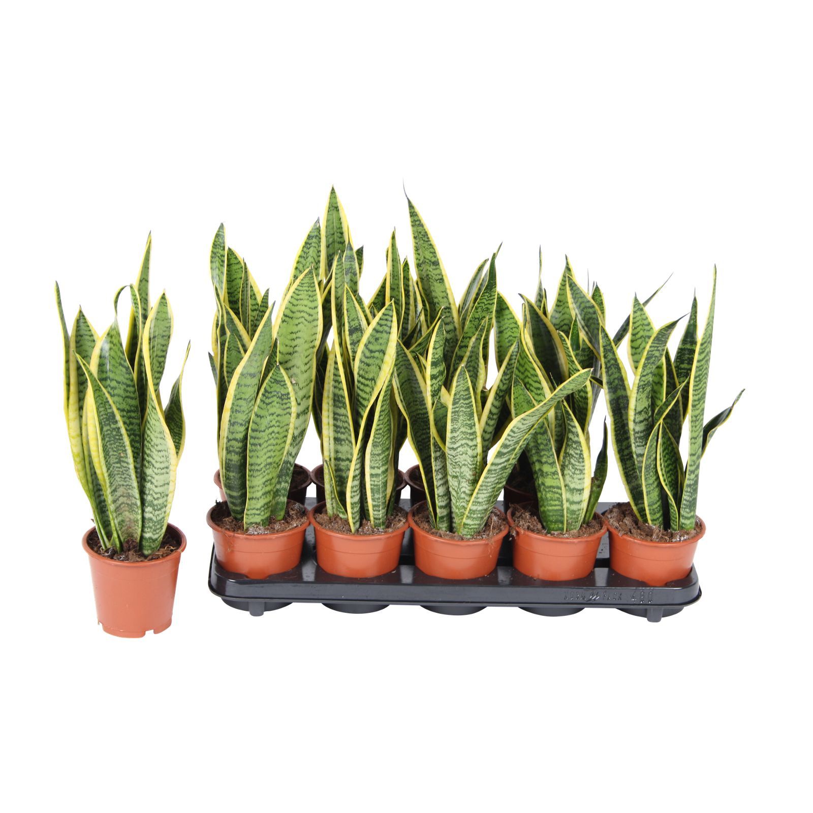 фото Растение комнатное sansevieria variegata сансевьера 40 х 13 см nobrand