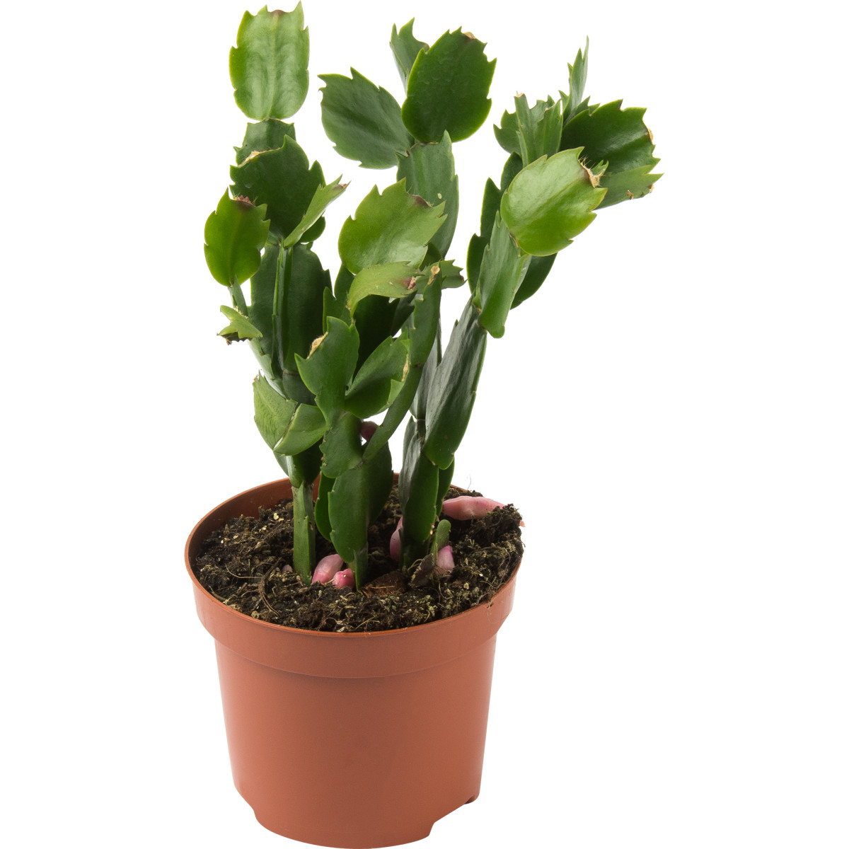 

Растение комнатное Schlumbergera Wit Декабрист h 25 см d 10 см