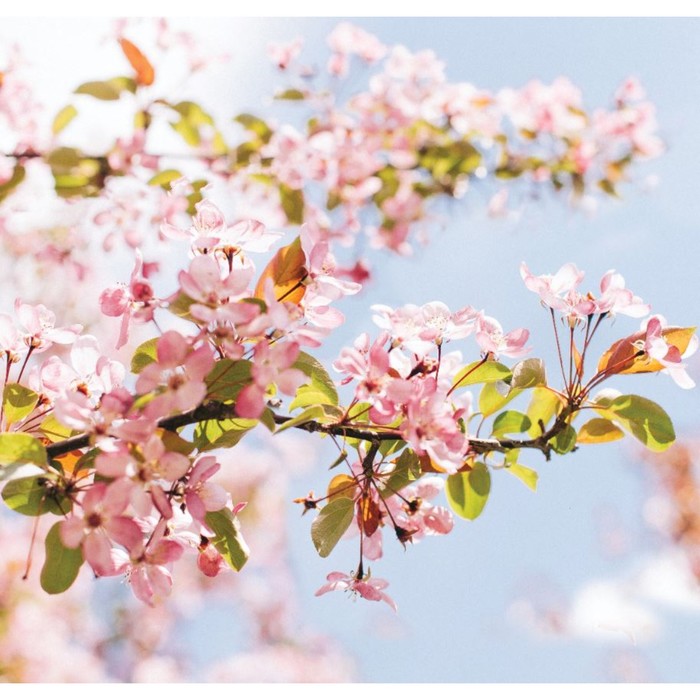 фото Фотообои "цветение яблони", 210х200 см, 130 г/м арт узор