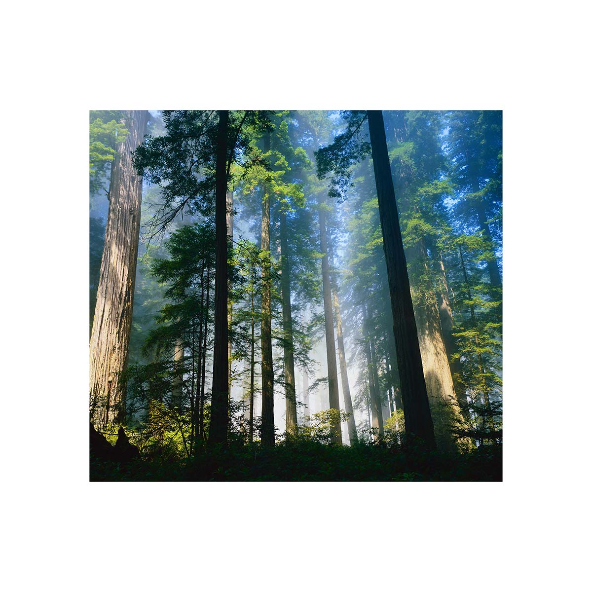фото Фотообои флизелиновые встык verol "лес" 2,7х3 м, 109-ффо-04037