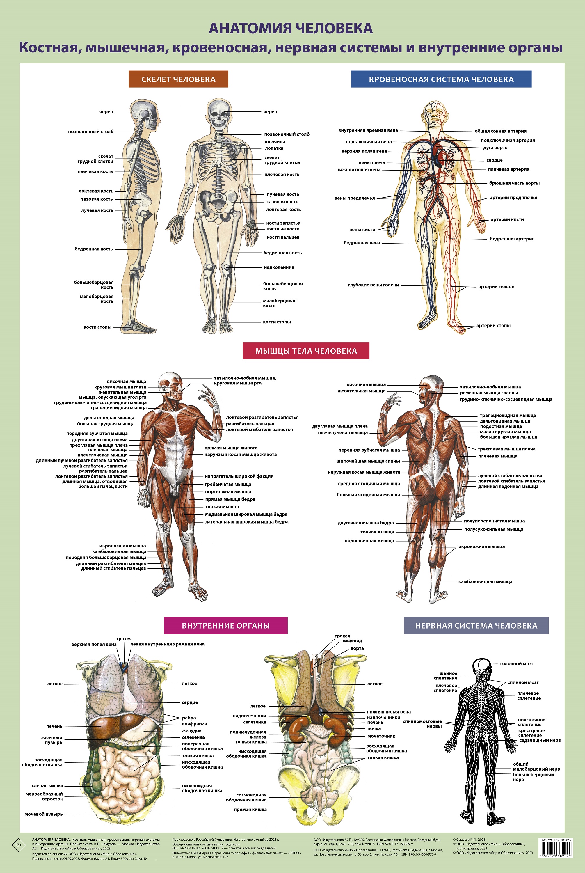Анатомия человека. Костная, мышечная, кровеносная системы и внутренние органы тубус