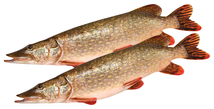 

Щука охлажденная непотрошеная с головой +-1,5 кг