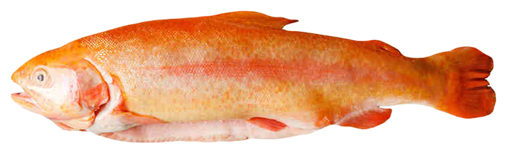 

Форель янтарная охлажденная потрошеная с головой +-1,5 кг