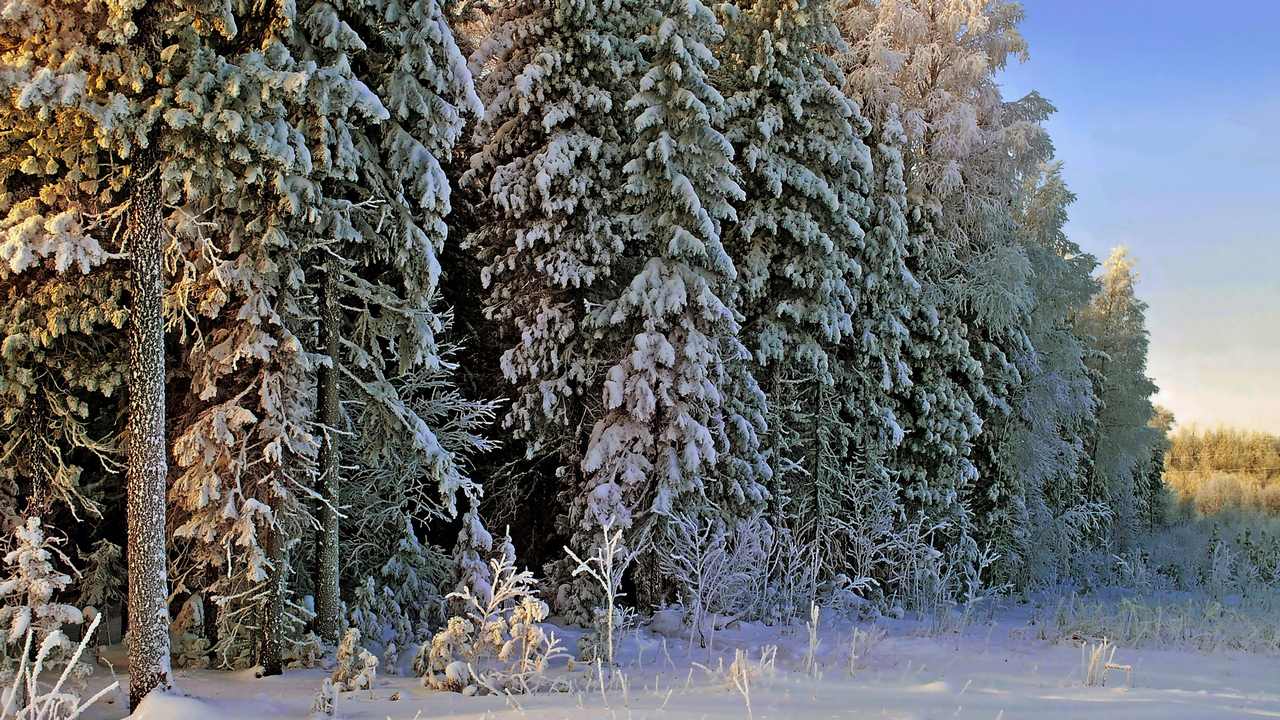 У леса на опушке минус. Сказочный зимний лес. Зимняя опушка леса. Заснеженная Лесная опушка. Лес опушка снег.