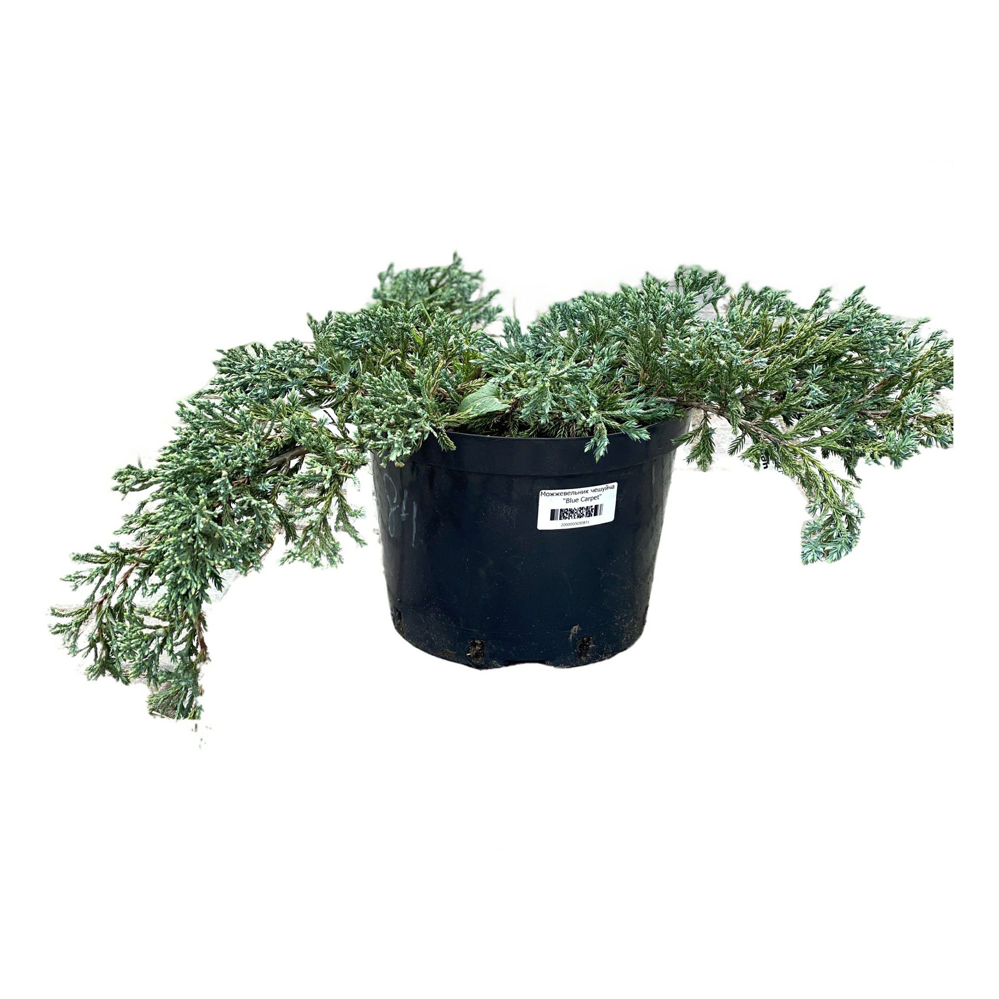 

Саженцы можжевельник обыкновенный Orangery Juniperus Carpet Orangery 1 шт.