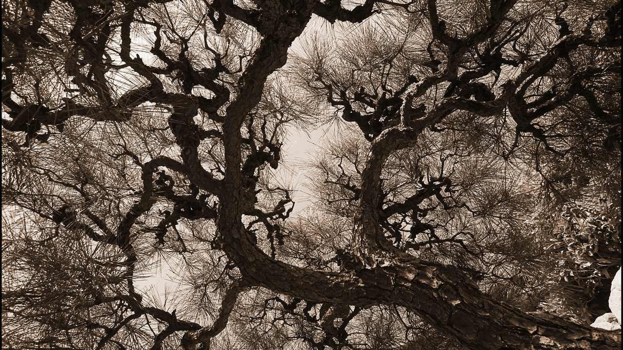 Broken tree. Картина черные деревья. Ветка дерева арт. Ветви дерева арт. Чёрные ветки деревьев арт.