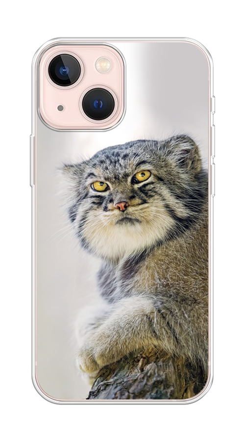 

Чехол на Apple iPhone 13 mini "Кот манул 1", Серый;белый;желтый, 14150-1
